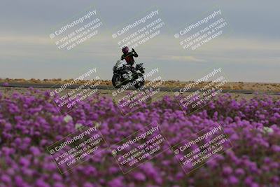media/Jan-14-2023-SoCal Trackdays (Sat) [[497694156f]]/Turn 14 Exit Bloomig (145pm)/